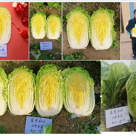 南阳华耐 羞月626 蔬月357矮颗黄心白菜种子
