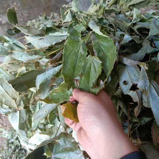 淫羊藿 巫山淫羊霍帶根 全草 有大貨
產(chǎn)地一手貨源 高含量貨