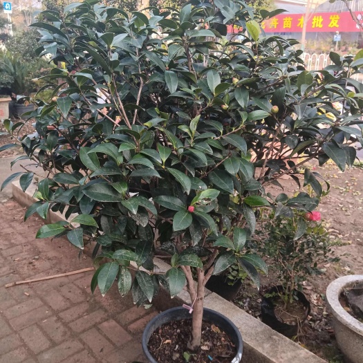 桃江县四季茶花
