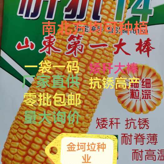 忻抗14玉米种子产量高棒子大矮杆高抗锈病山东厂家直供包邮