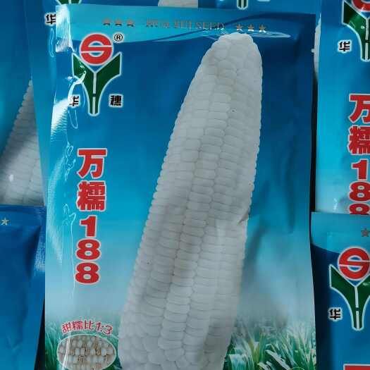 沈阳正品万糯188种子