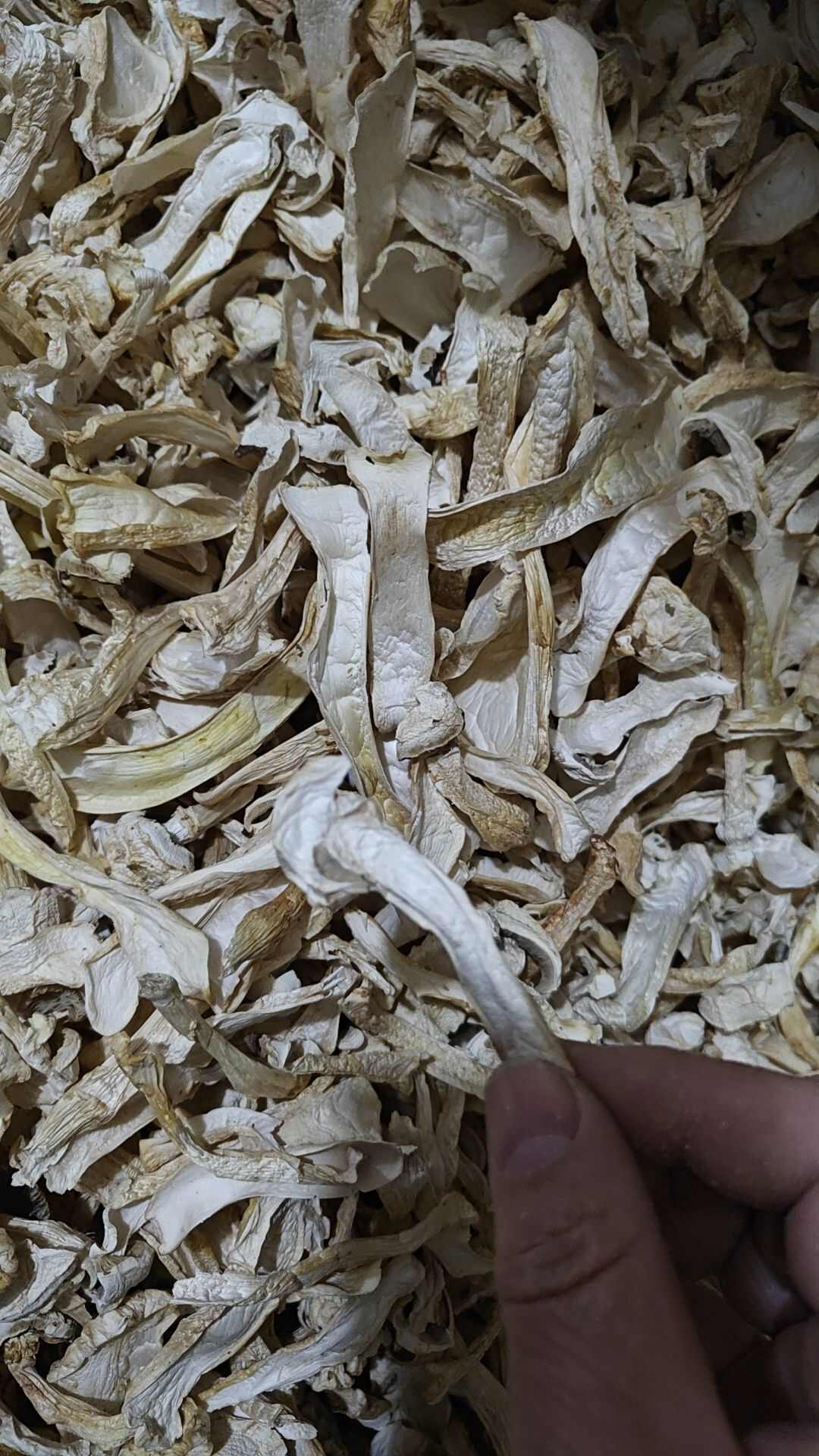 球盖菇  赤松茸  雪山松茸 食用菌干货产地直销批发