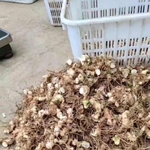 绵阳多花姜形不倒苗黄精  芽头种苗
