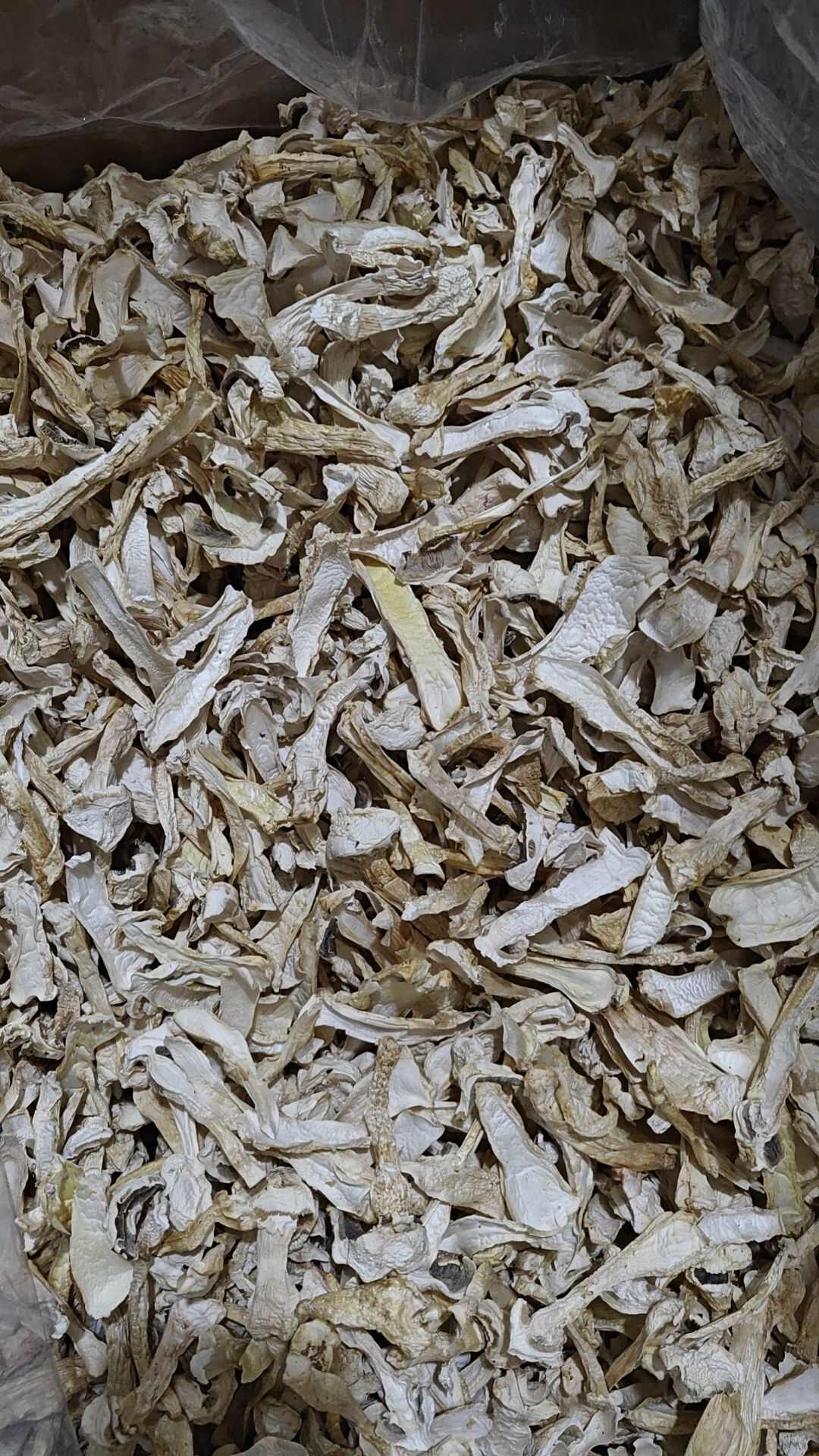 球盖菇  赤松茸  雪山松茸 食用菌干货产地直销批发