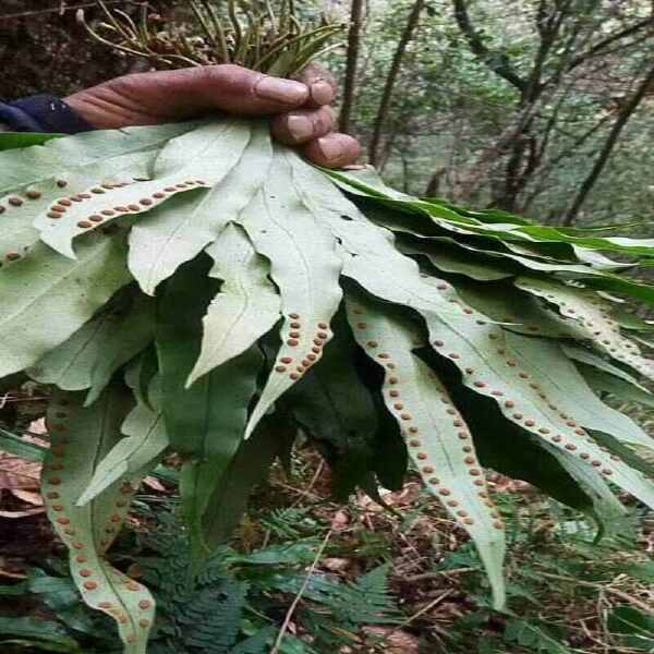 化石草，肾精茶 大中小叶，山里一手货，质量好