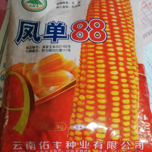 贵阳棒子亮，硬粒，高抗产量高