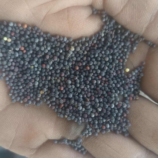 酒泉有精选三吨油菜籽出售