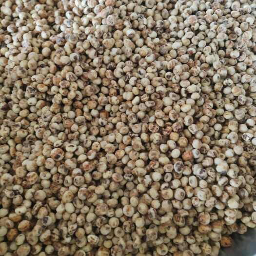莎车县脱皮油沙豆可以生吃打豆浆吃香甜，新疆原产地，自然晾晒一级！
