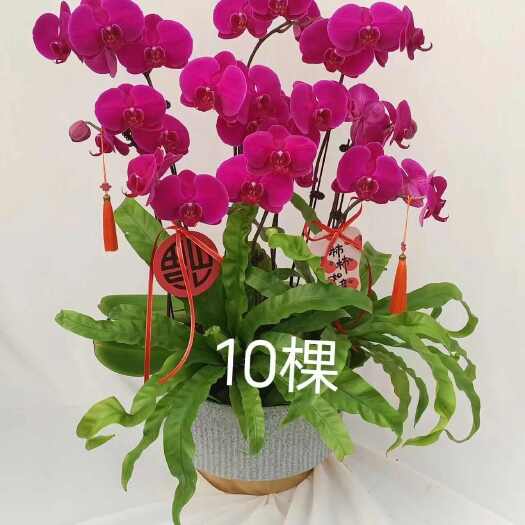 杭州蝴蝶兰电商可用