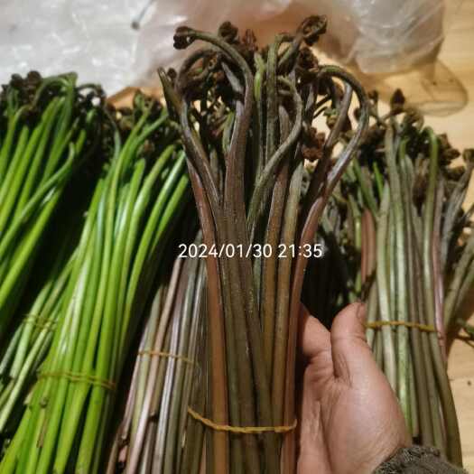 重庆市2024蕨菜现货
