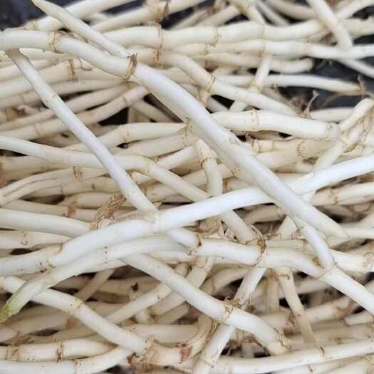 凤凰县鱼腥草根