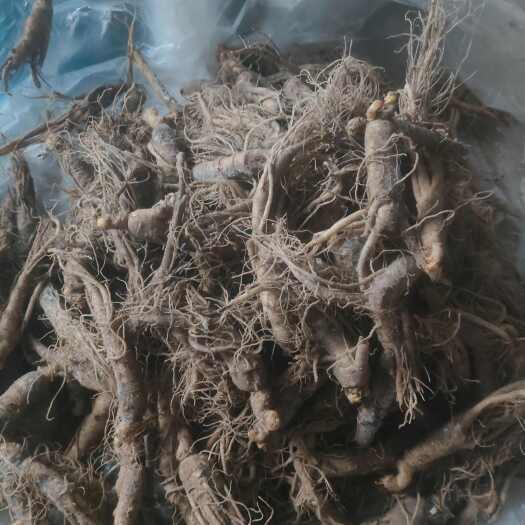 抚松县残参身上有点疤  断尾  有的没毛