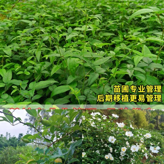灵山县无刺金樱子苗