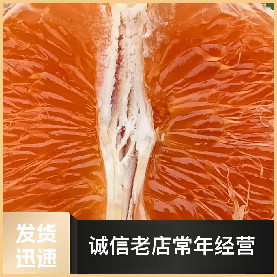 爱媛43柑橘苗 ,  相思醉美人,     黄公主