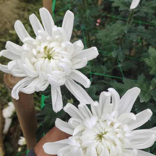 阳春市鲜切白菊花