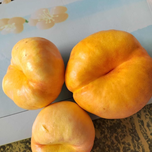 泰安蟠桃苗早熟油蟠桃树苗 黄肉油蟠桃树苗