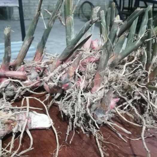 阳江阳江慧源南姜种植基地鲜货南姜  姜苗