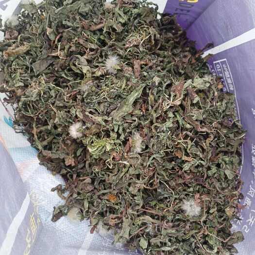 仁寿县蒲公英，叶绿