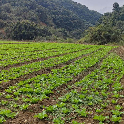 懷集縣芥菜90畝