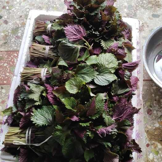玉林鲜紫苏