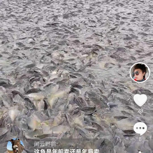 中牟县裸鲤