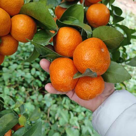 桂平市广西桂平木根沙糖桔无公系色着好
