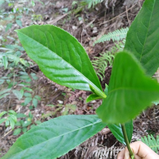草珊瑚 九节茶