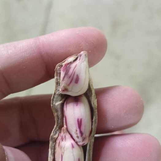 景洪市彩色花生