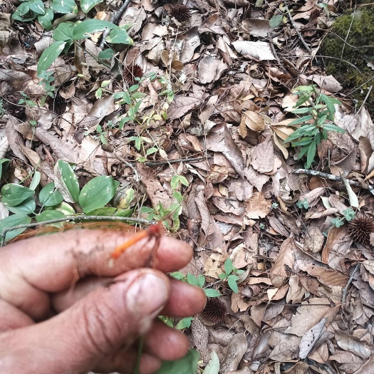 禄劝县云南深山老林里面的中草药茜草2300米海拔