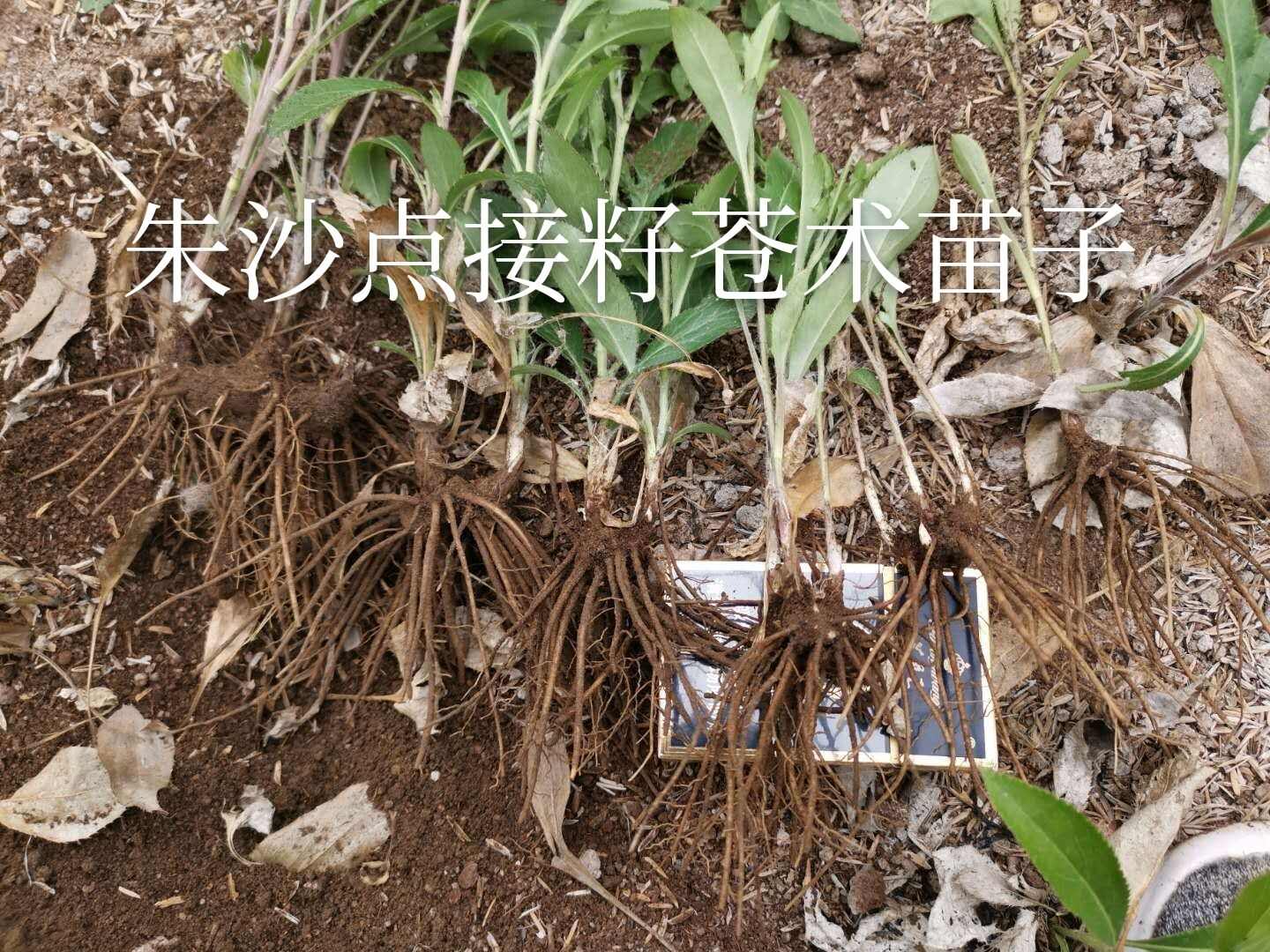 苍术苗子