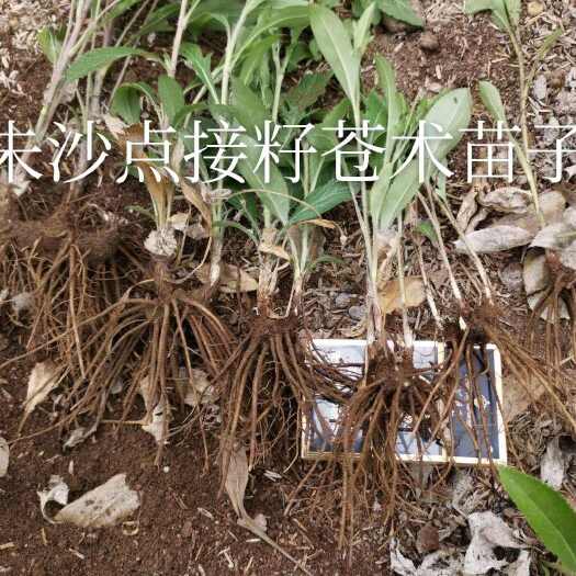 亳州苍术苗子