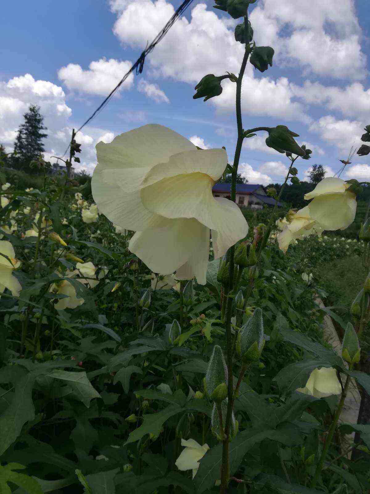 金花葵种子菜芙蓉无限开花观赏农业花卉产业观光野芙蓉黄蜀种子