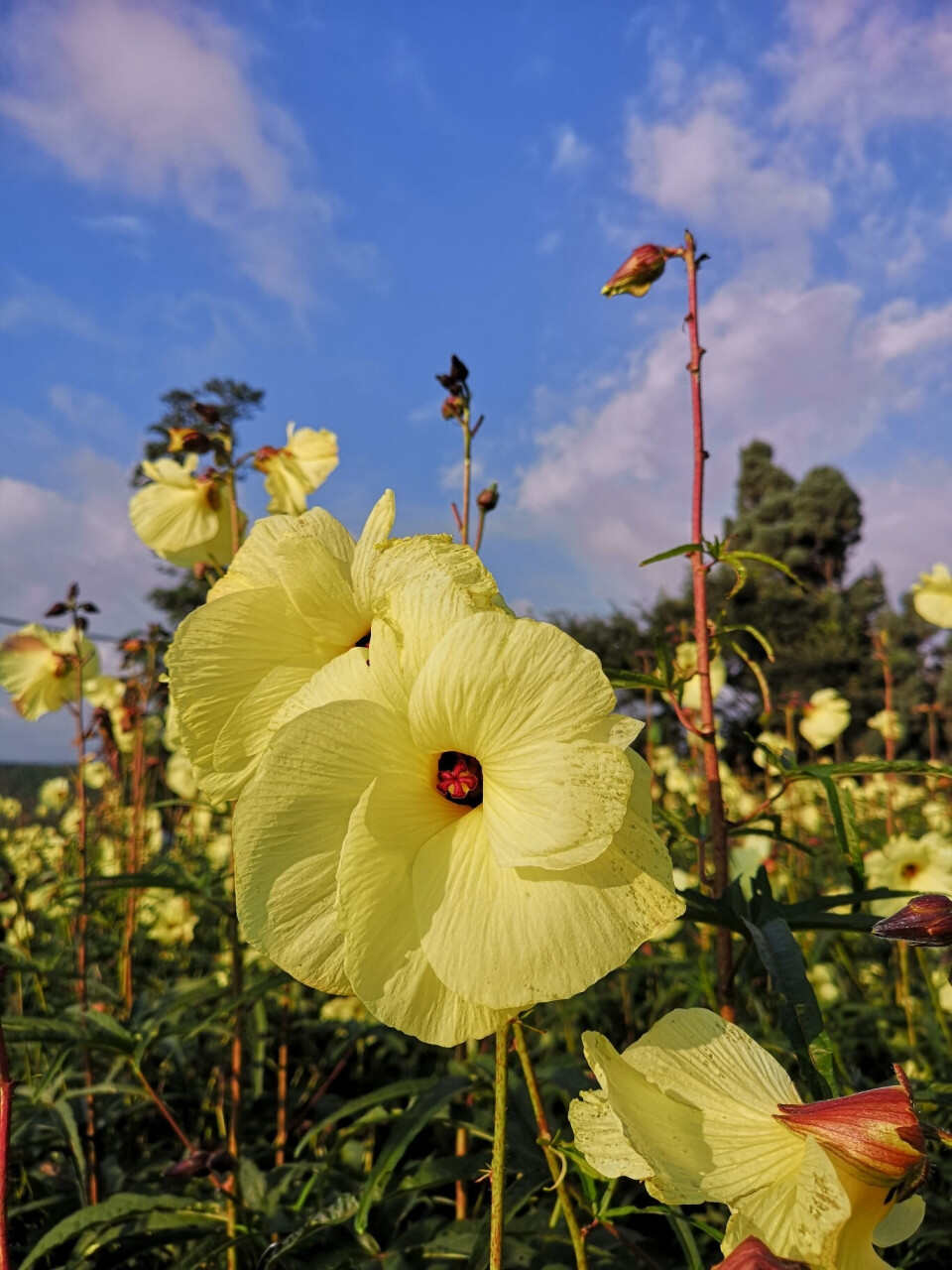 金花葵种子菜芙蓉无限开花观赏农业花卉产业观光野芙蓉黄蜀种子