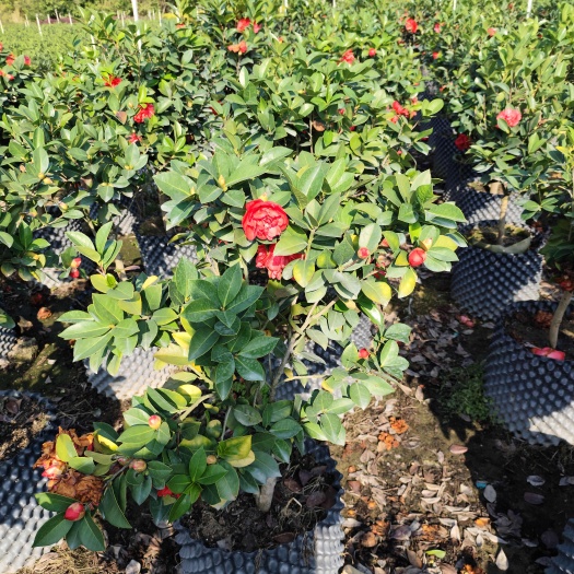 揭阳茶花