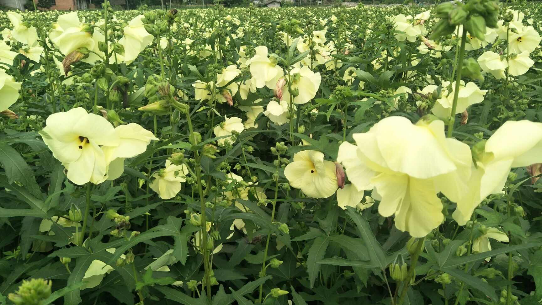 金花葵种子菜芙蓉无限开花观赏农业花卉产业观光野芙蓉黄蜀种子