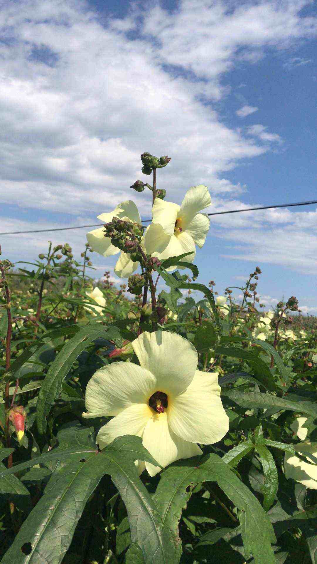 金花葵种子菜芙蓉无限开花观赏农业花卉产业观光野芙蓉黄蜀种子