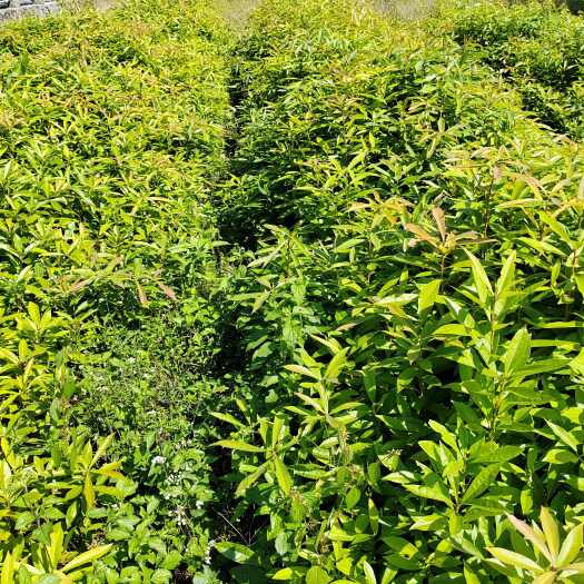 资兴市木荷苗大量供应