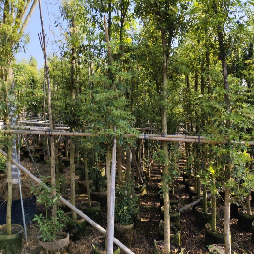 揭阳4 分-20分移植苗金丝楠木袋苗围板苗