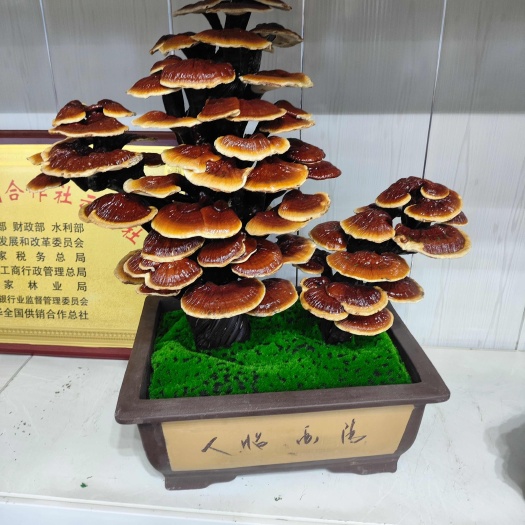 灵芝盆景观赏灵芝盆景种植基地直发一手货源批发灵芝盆栽可食用