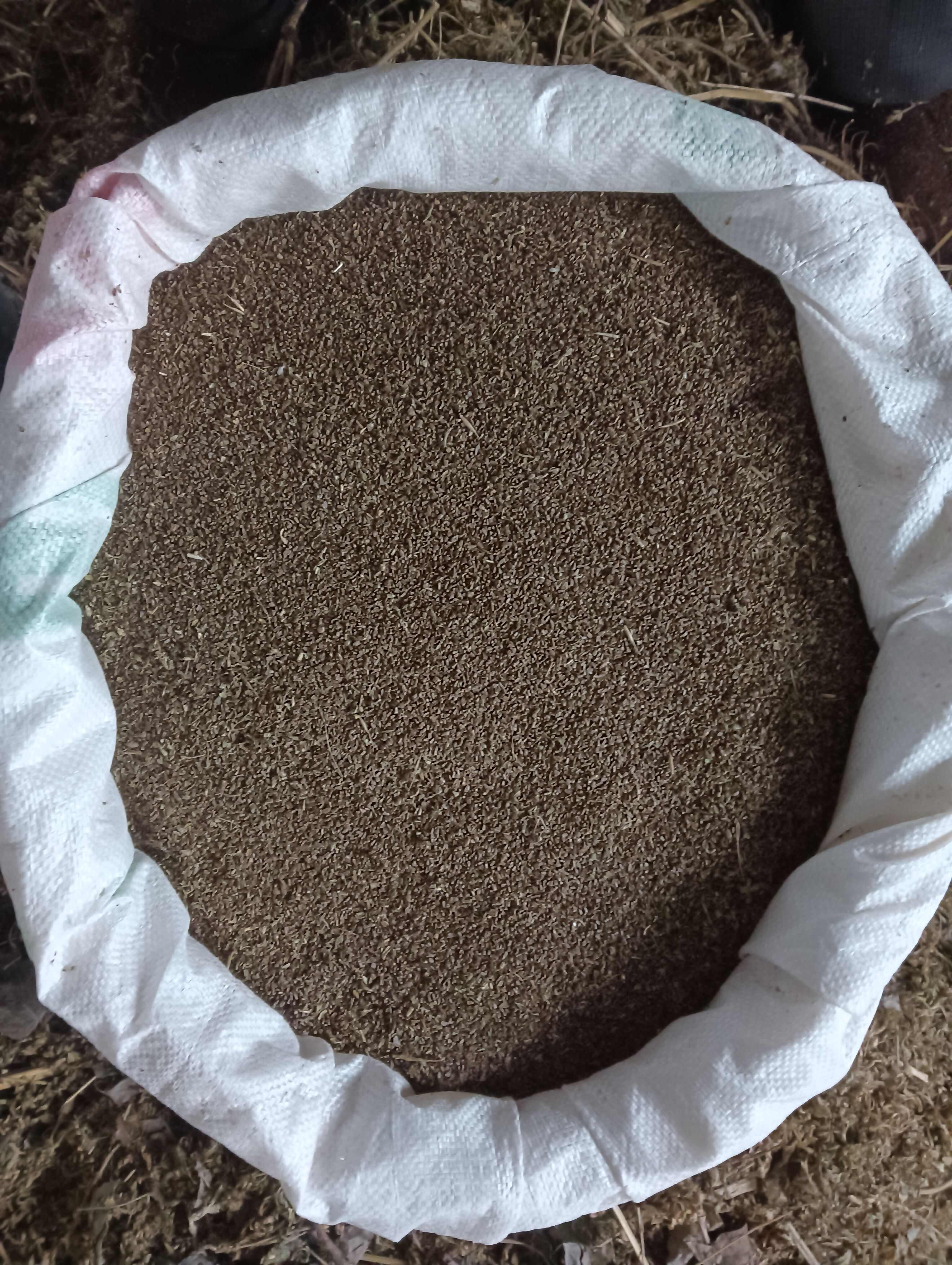 大别山脉益母草籽