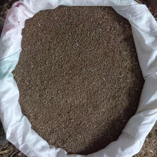 阳新县大别山脉益母草籽
