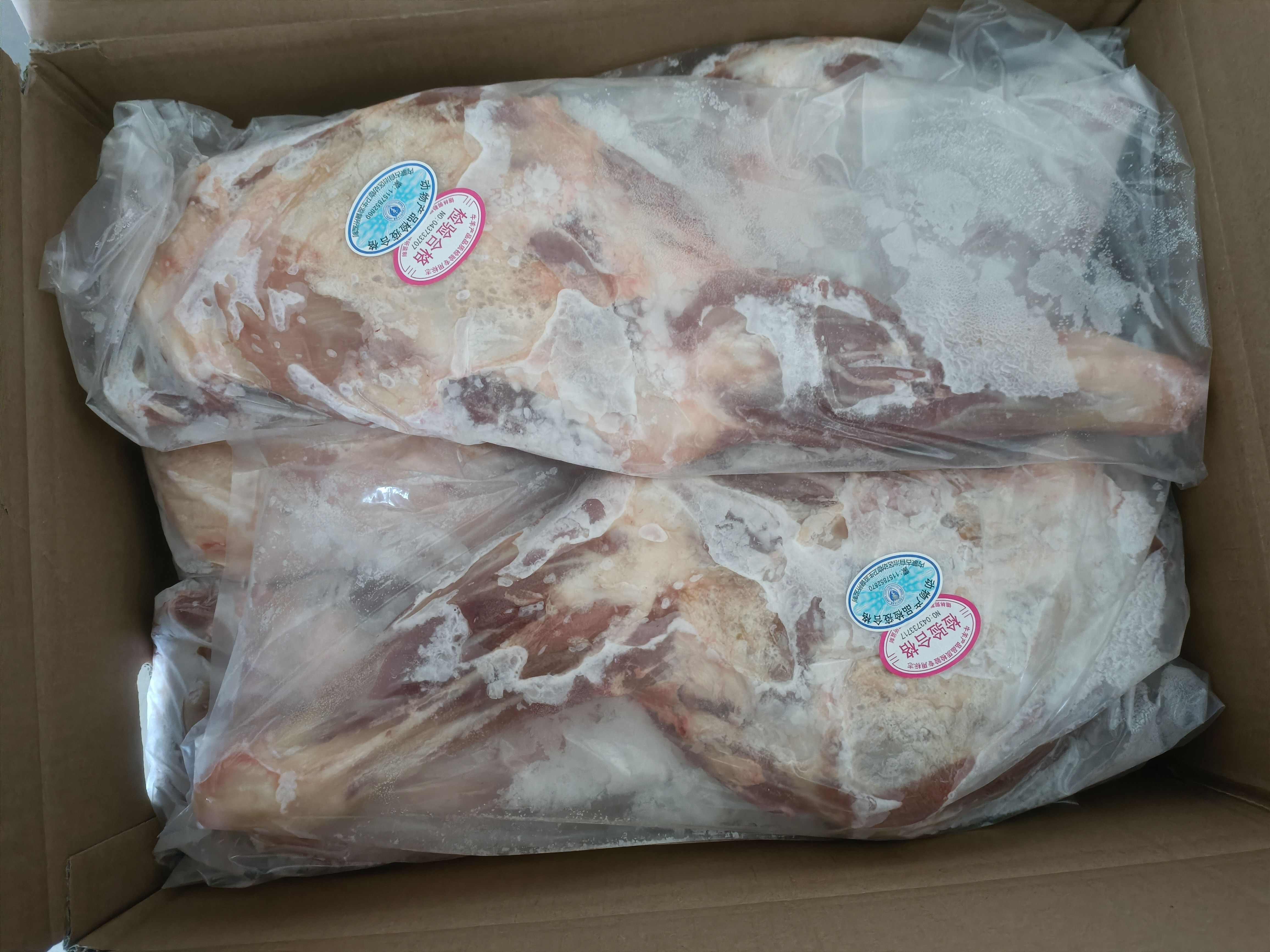 内蒙古锡林浩特大草原散养羔羊羊前腿