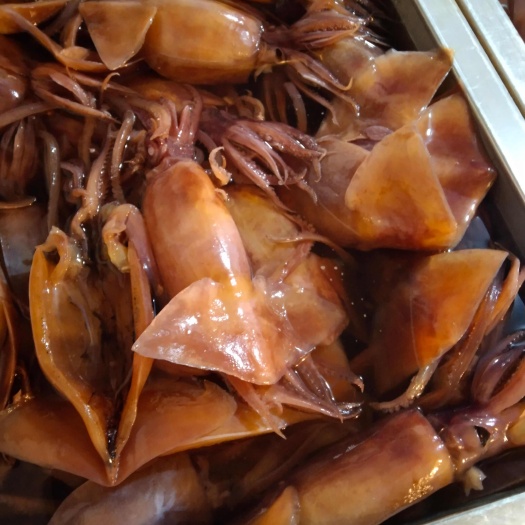 重庆市黑鱿鱼