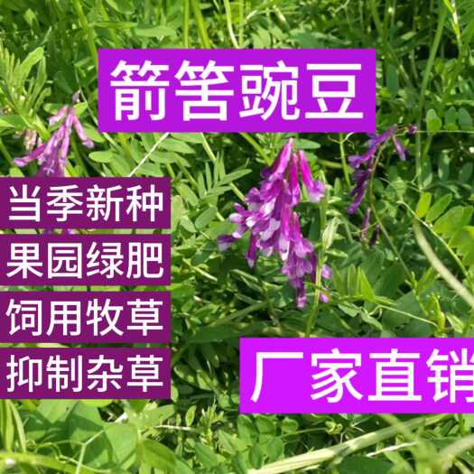箭筈豌豆种子南方蜜蜂植物绿肥牧草种子红花苕野豌豆果园绿肥种子