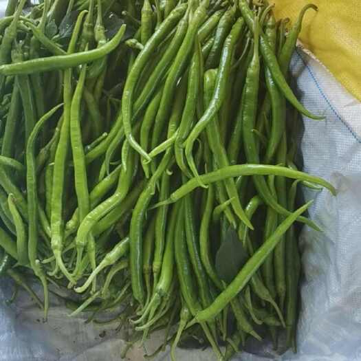 遂溪县广东湛江遂溪辣椒大量上市中