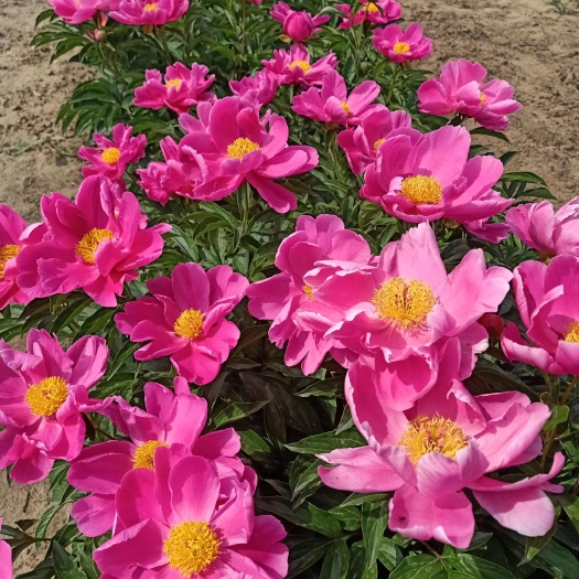 台安县芍药
