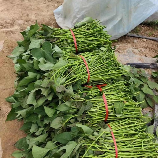 红薯苗，大量供应优质脱毒红薯苗，欢迎各位老板前来洽谈合作