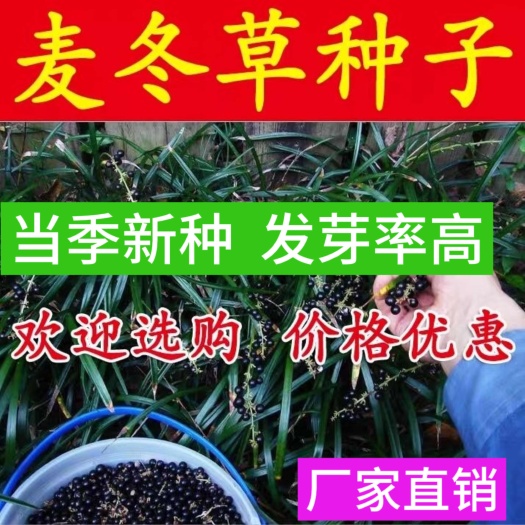 麦冬草种籽，麦冬草种子，沿阶草种子多年生宽叶麦冬草籽批发零售