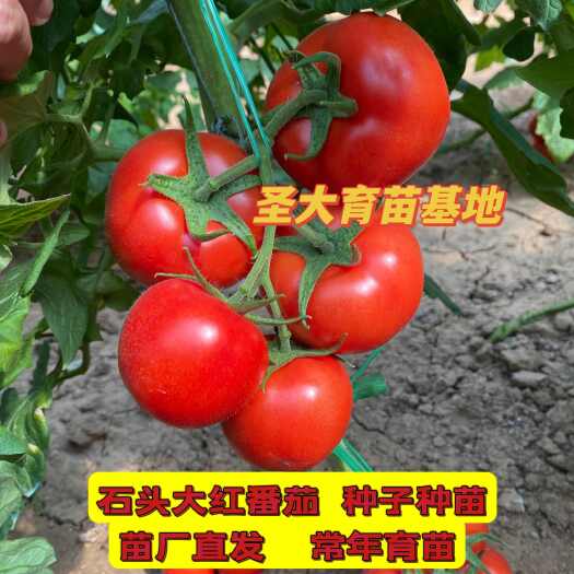 大红西红柿种子—以色列番茄种子！硬度好  颜色亮