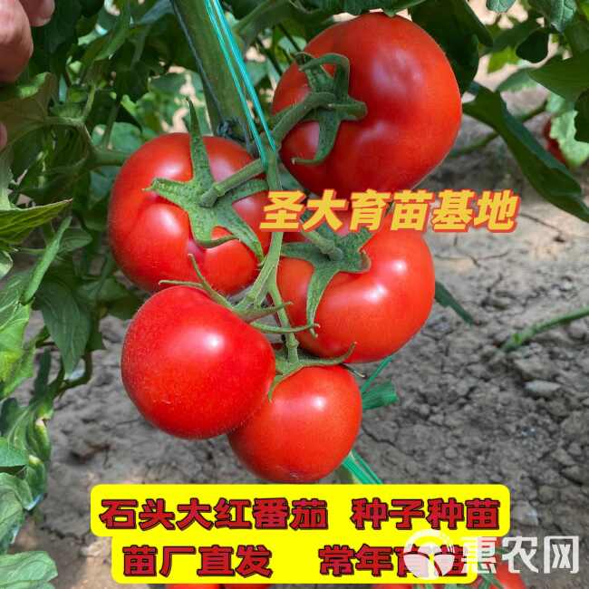 大红西红柿种子—以色列番茄种子！硬度好  颜色亮